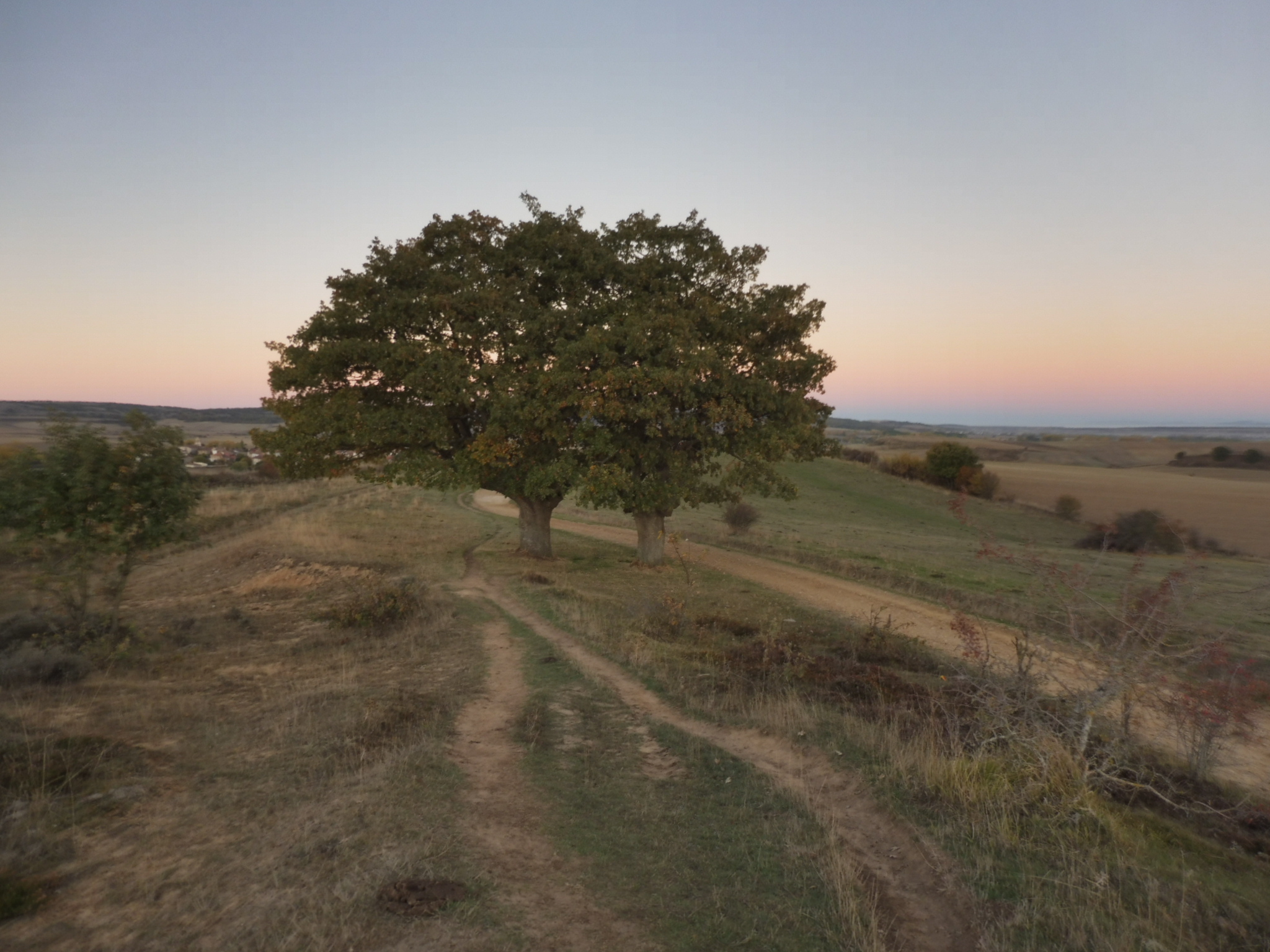 camino frances 1543.JPG