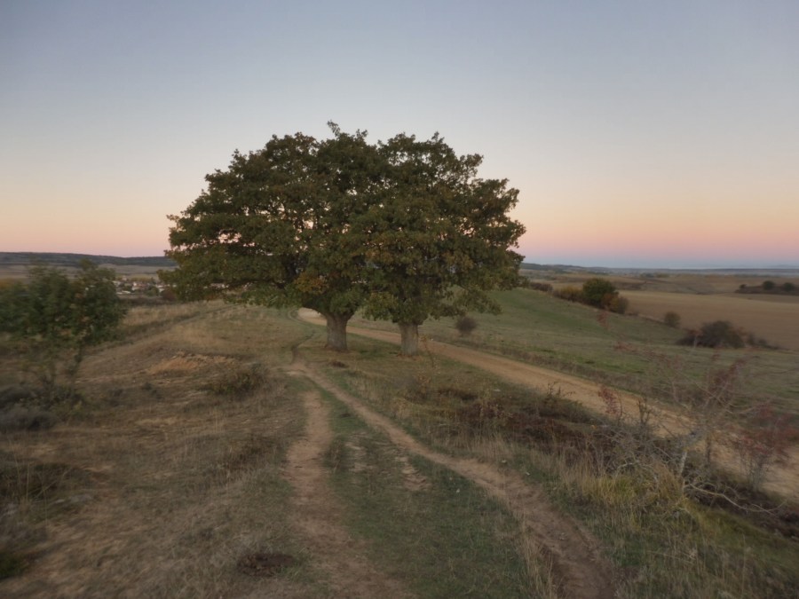 camino frances 1543.JPG