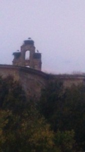 Church tower, Carrión, taken with zoom because there were 3 cranes sitting in the 3 spaces - something I was to see for many kms, if not on the top of steeples, then on their very own purpose-built towers (presumably to stop them making their massive nests on religious architecture). 