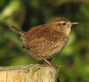 wren