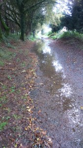 Wet pathways reflecting the forest