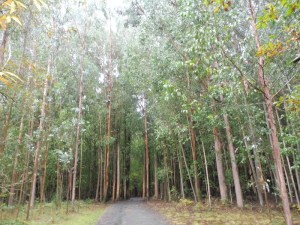 Unpopular eucalyptus trees