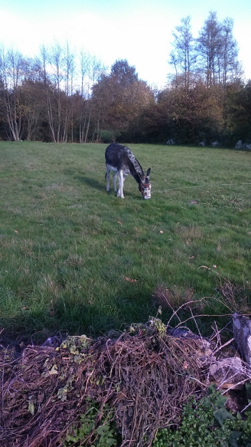 DSC_0025_5 (360x640)