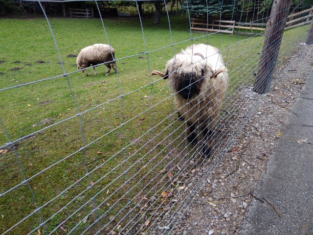 IMG_20171007_144232 (640x480)