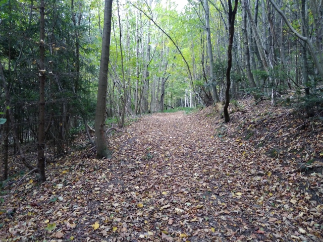 IMG_20171008_095425 (640x480)