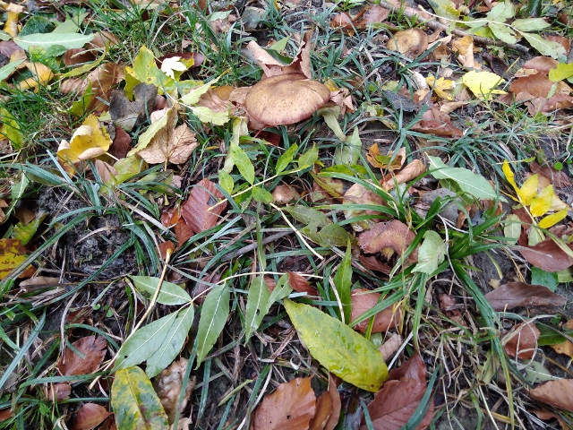 IMG_20171008_104644 (640x480)