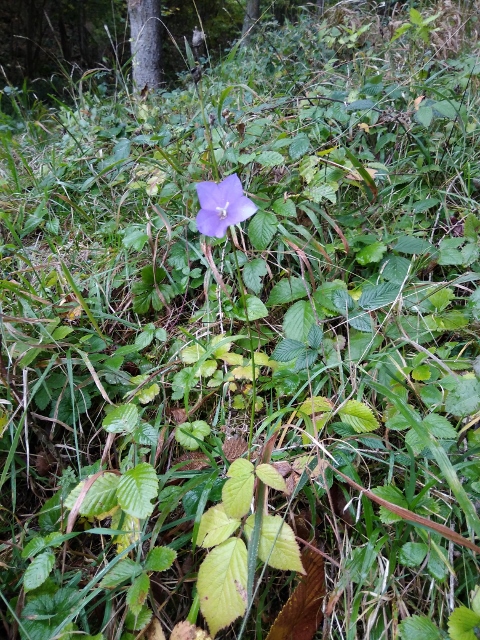 IMG_20171008_121935 (480x640)