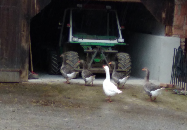 IMG_20171008_123010 (640x446)