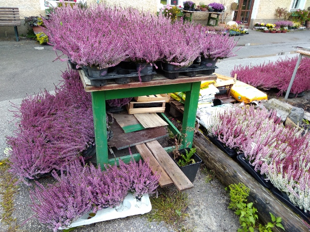 IMG_20171008_154949 (640x480)