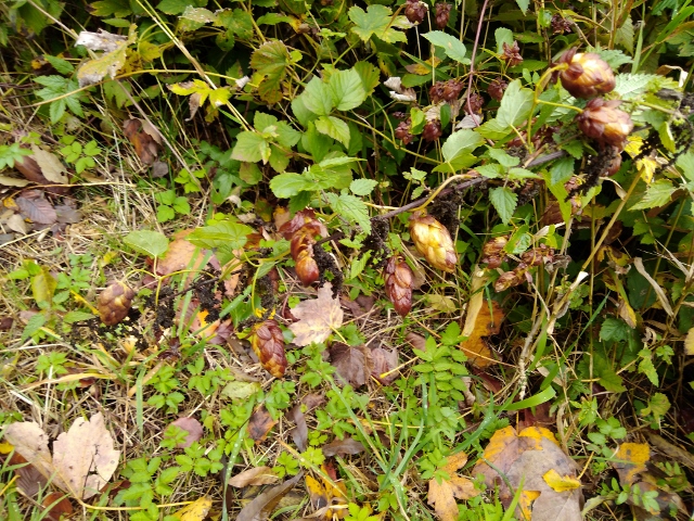 IMG_20171009_113814 (640x480)