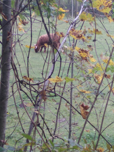 IMG_20171009_133046 (480x640)