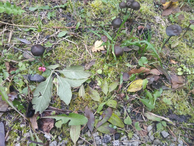 IMG_20171009_133145 (640x480)