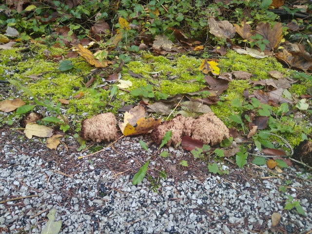 IMG_20171009_133856 (640x480)