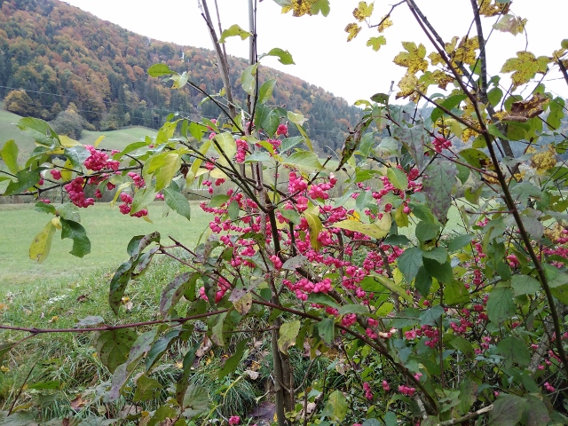 IMG_20171009_143151 (640x480)