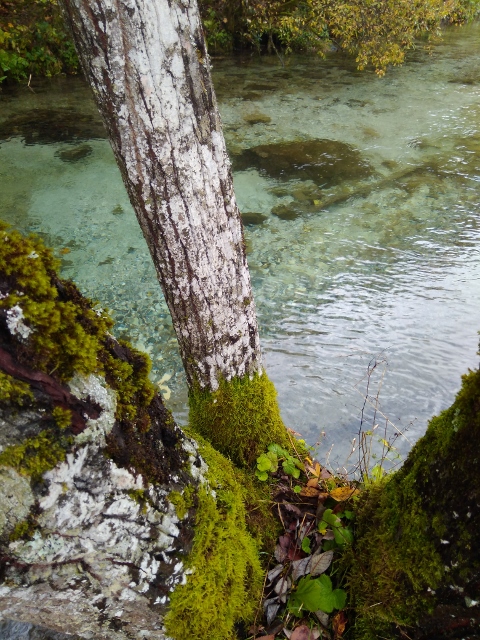 IMG_20171010_093305 (480x640)