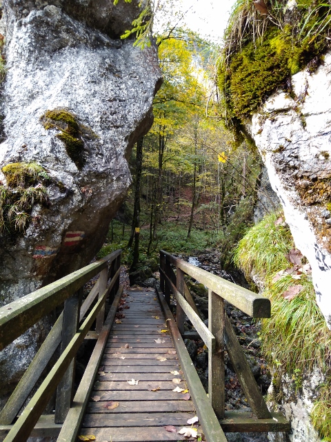 IMG_20171010_105726 (480x640)