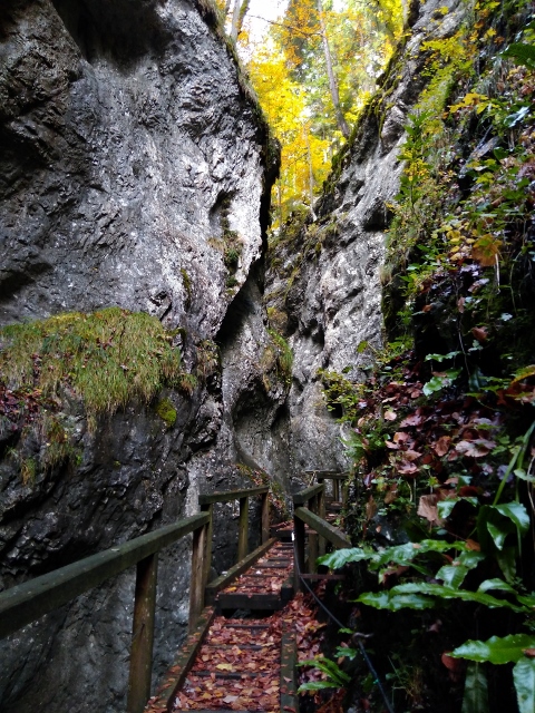 IMG_20171010_112901 (480x640)