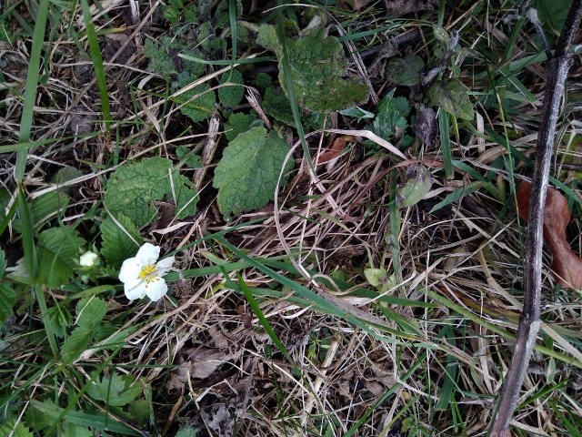 IMG_20171010_124628 (640x480)