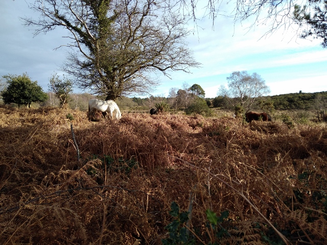 IMG_20171216_105443 (640x480)