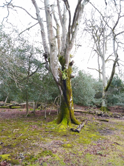 IMG_20171216_112041 (480x640)