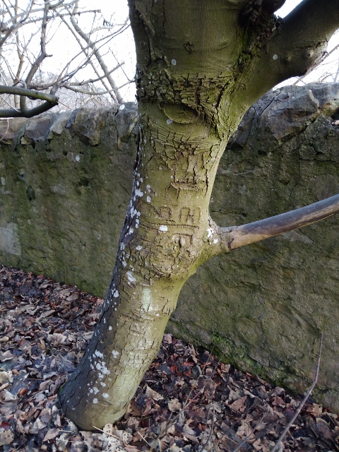 IMG_20180106_131148 (480x640)