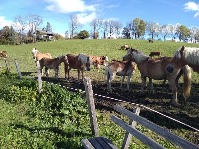 IMG_20171011_121207 (640x480)