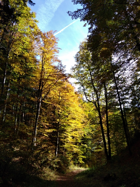 IMG_20171011_141739 (480x640)