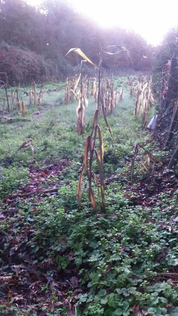 DSC_0021_4 (640x360)