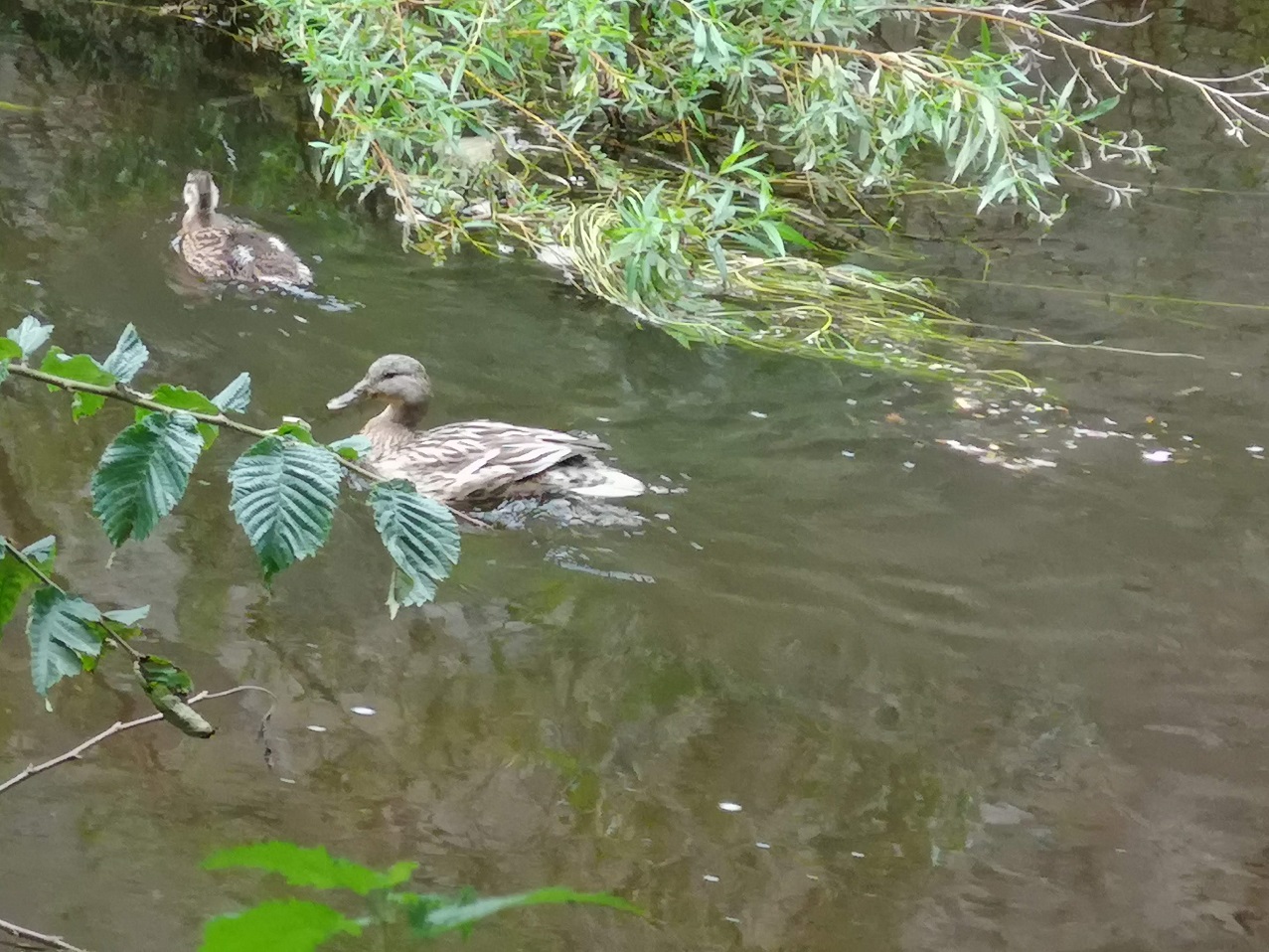 Two ducks swimming on the Water of Leith, Edinburgh