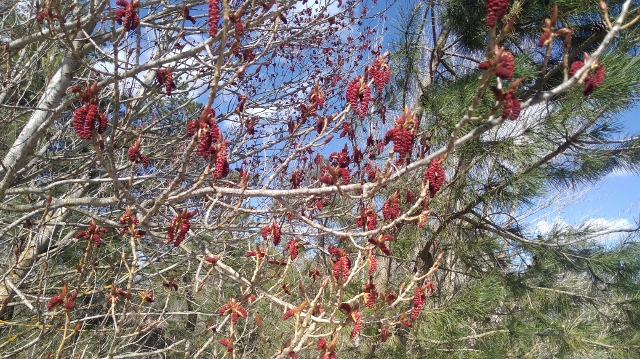 IMG_20180406_121648 (640x359)