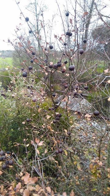 IMG_20180407_091505 (359x640)