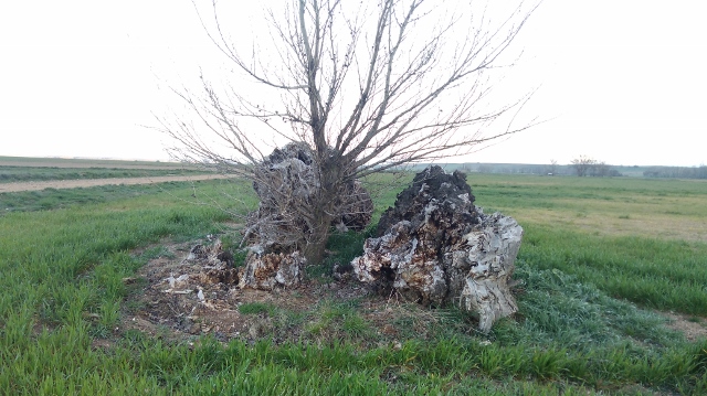 IMG_20180408_081737 (640x359)