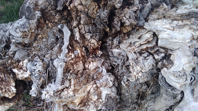 IMG_20180408_081748 (640x359)