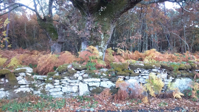 Spain autumn 2016 phone 4150 (640x360)