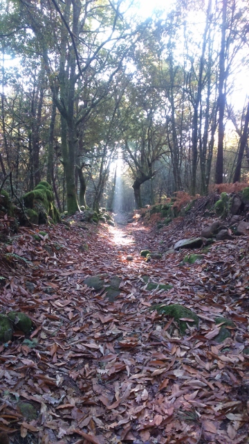 Spain autumn 2016 phone 4160 (360x640)