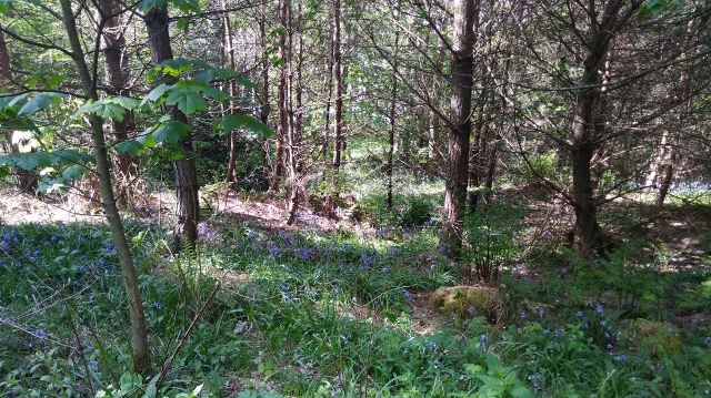 IMG_20180512_154357 (640x359)