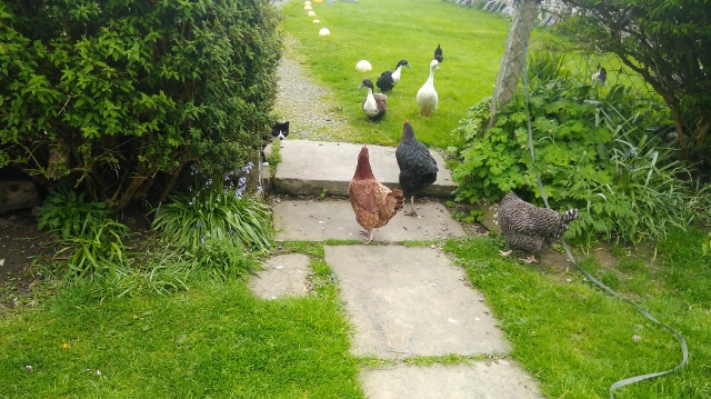 IMG_20180523_084525 (640x359)