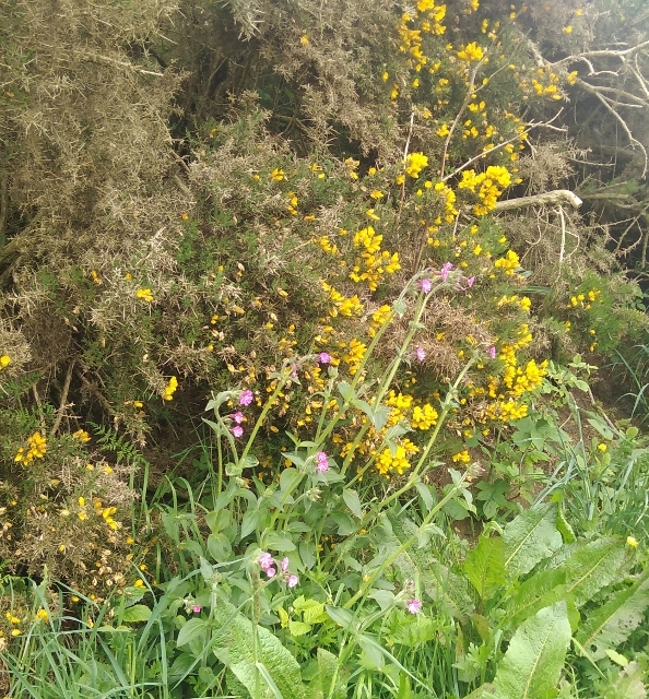 IMG_20180530_070103 (594x640)