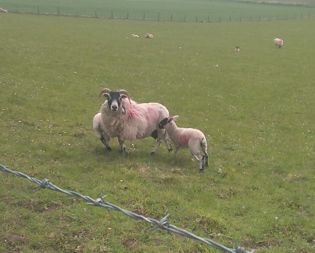 IMG_20180530_070226 (640x515)