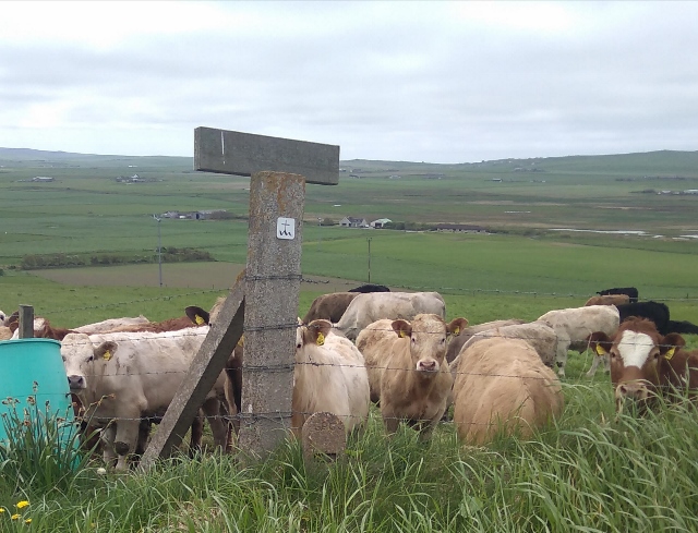 IMG_20180530_070345 (640x489)