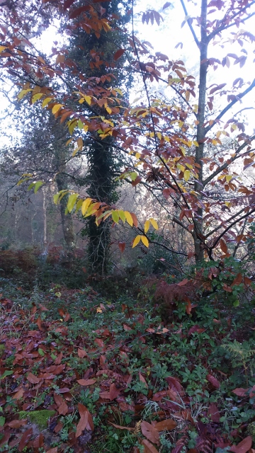 DSC_0103_1 (360x640)