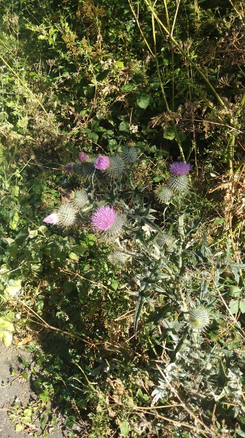 IMG_20180709_170150 (359x640)