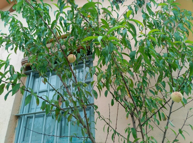 Spain autumn 2016 phone 680 (640x475)