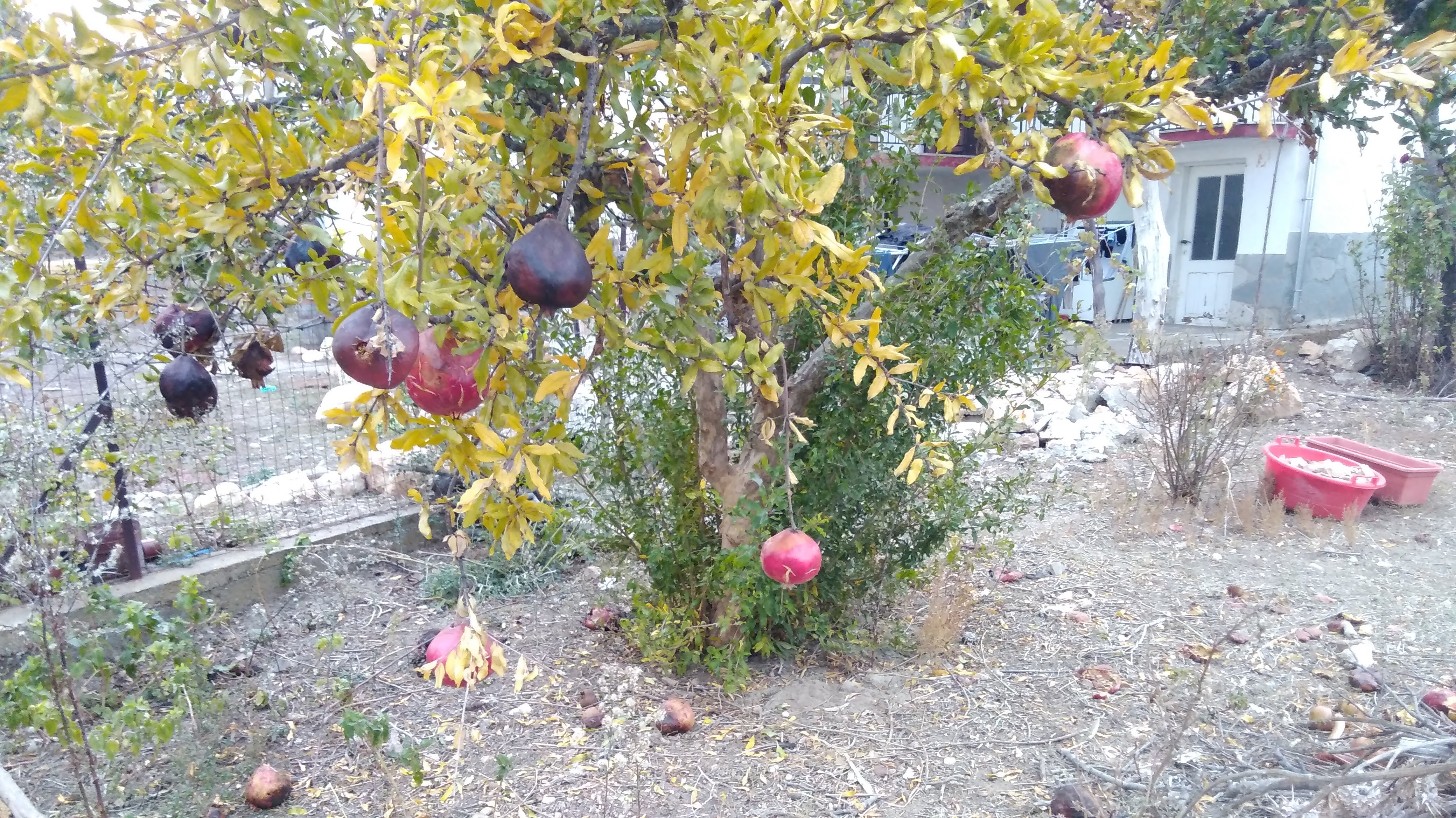 Winter fruit tree - pomegranates