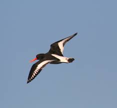 oyster catcher