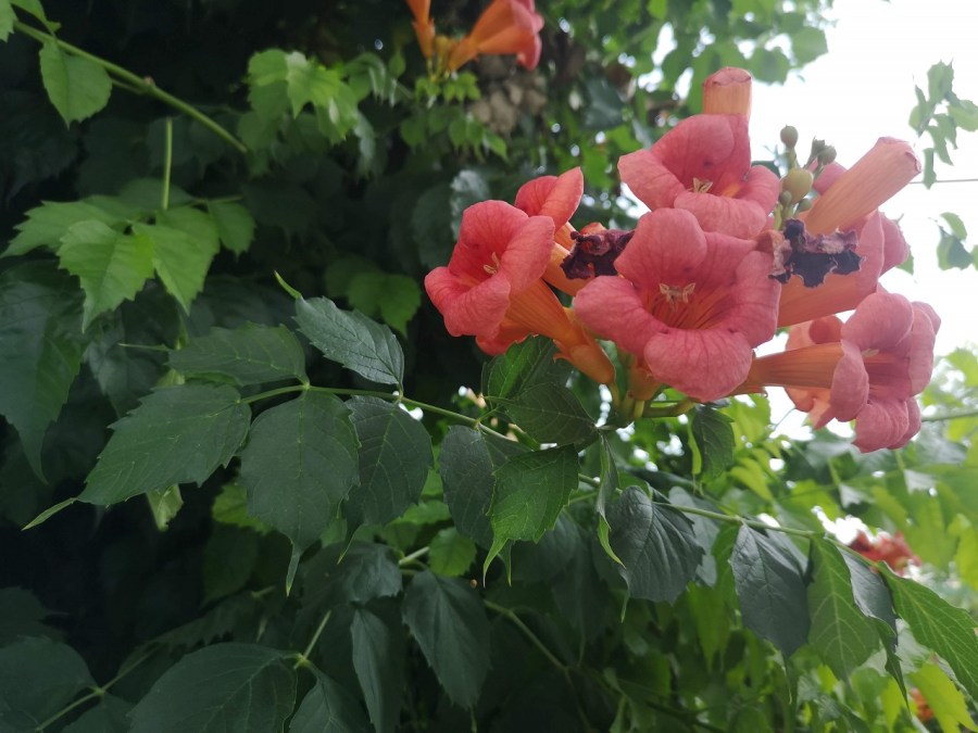 Orange pink trumpets of large flowers and serrated leaves