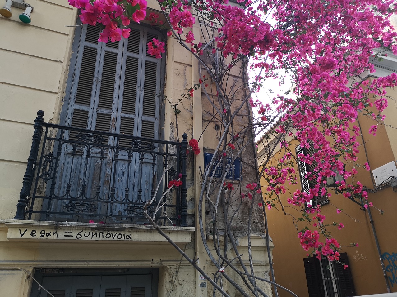 Iron work balcony with trailing magenta bouganvillia