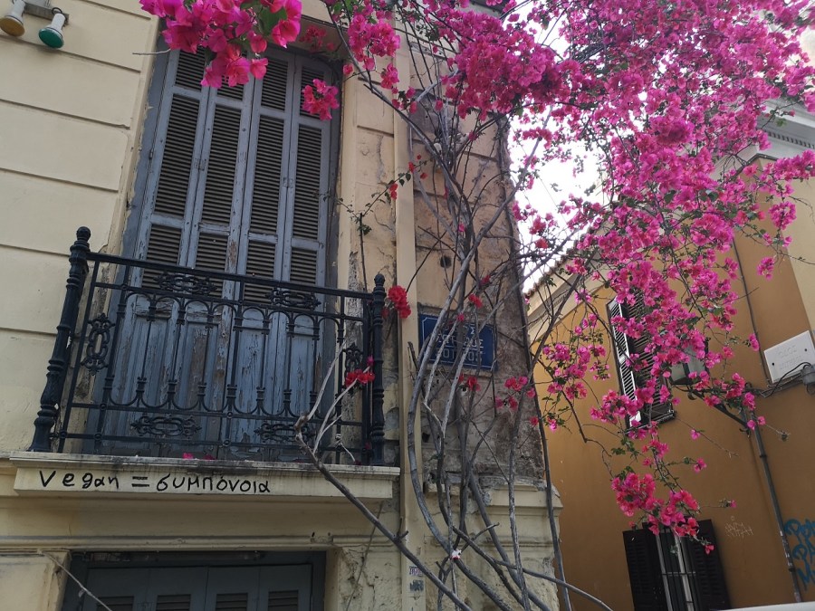 Iron work balcony with trailing magenta bouganvillia