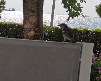 Sparrow perched on chair back 