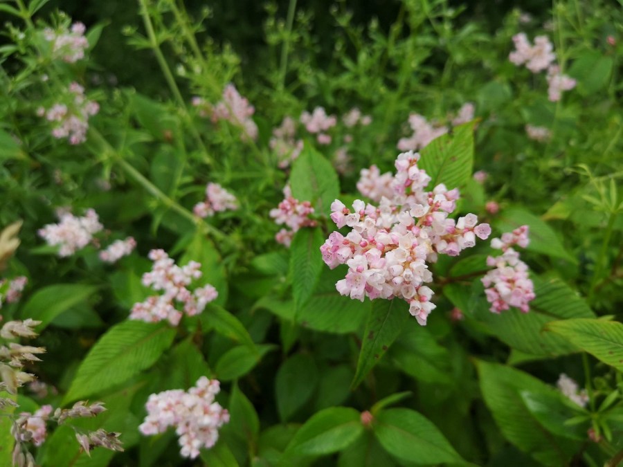 Pink flowers and green leaves